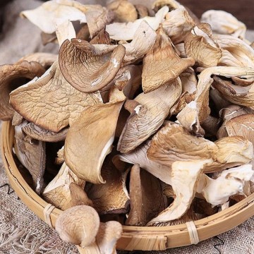 Oyster Mushrooms