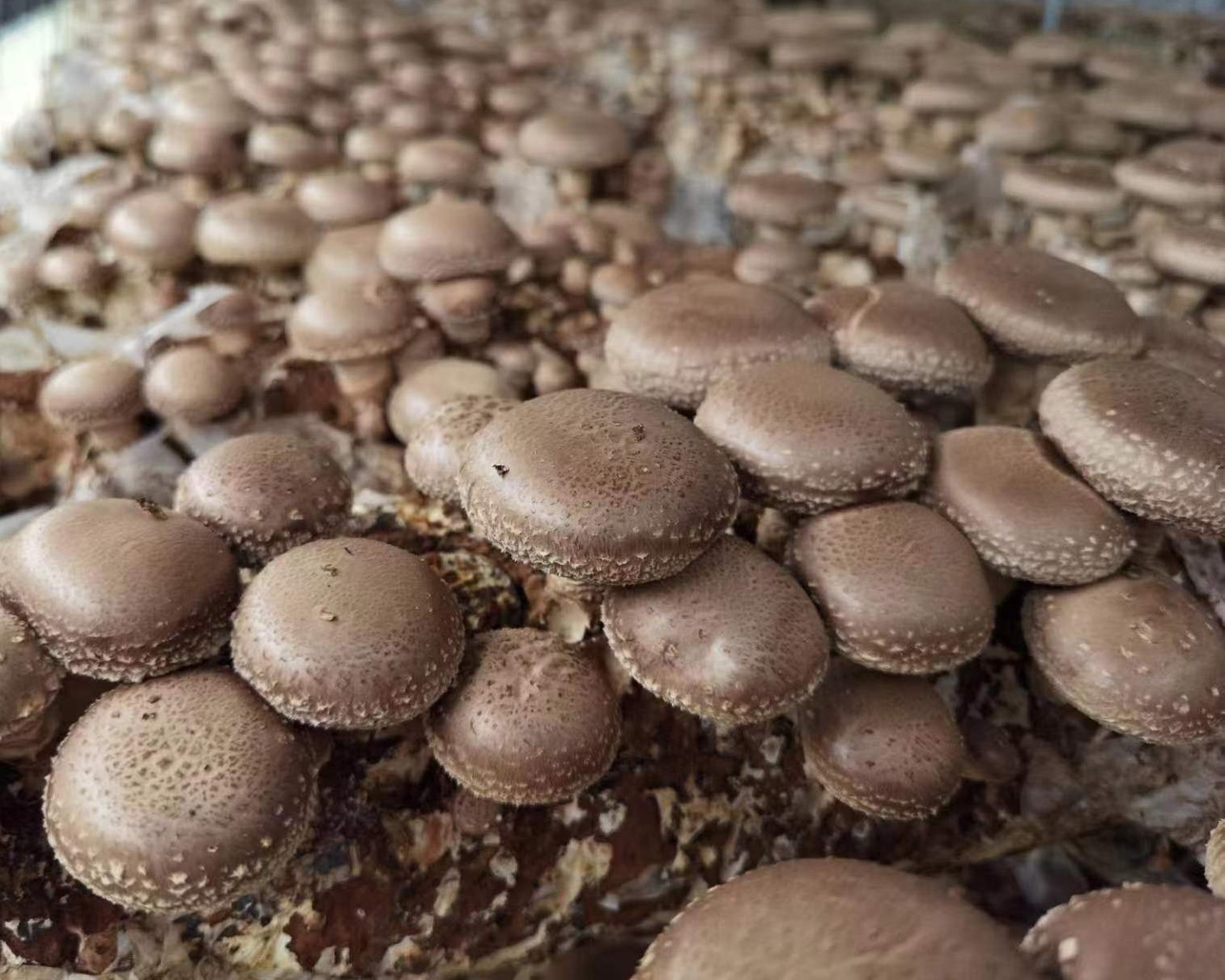 shundi shiitake house