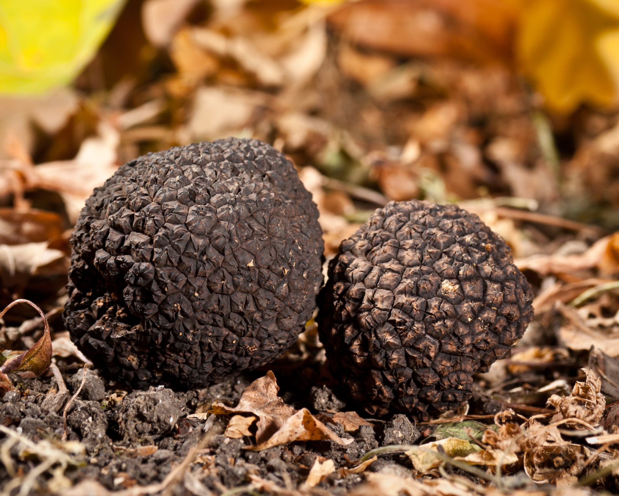 black-truffles