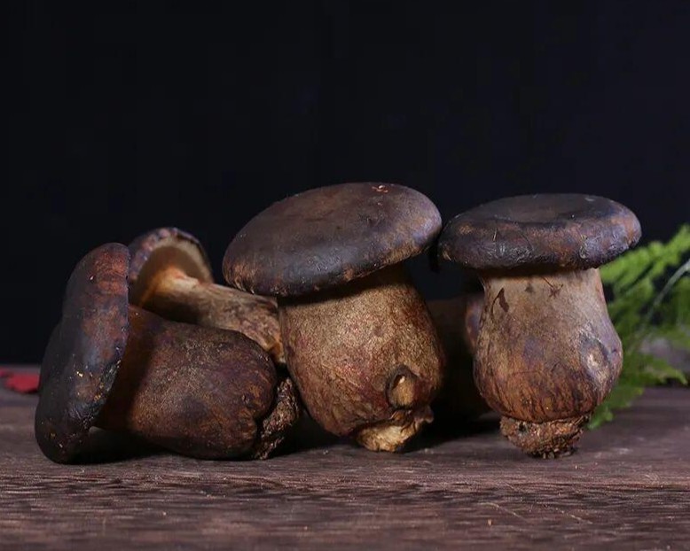 Boletus aereus