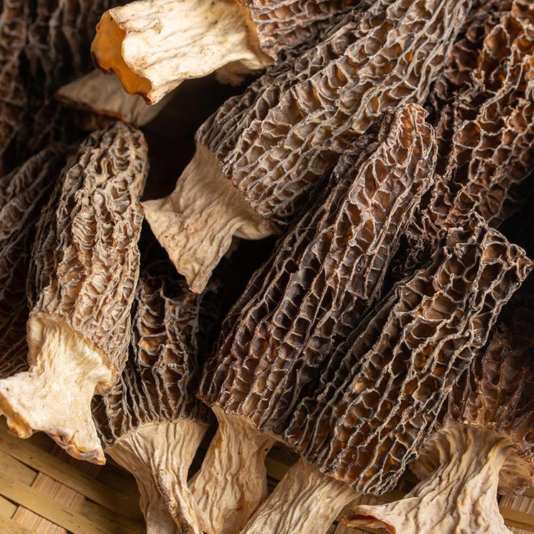 Morel Mushrooms