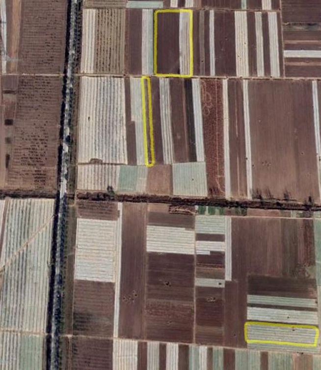 Where Does Best Dried Garlic Begin? ShunDi’s Answer: Regenerative Farming