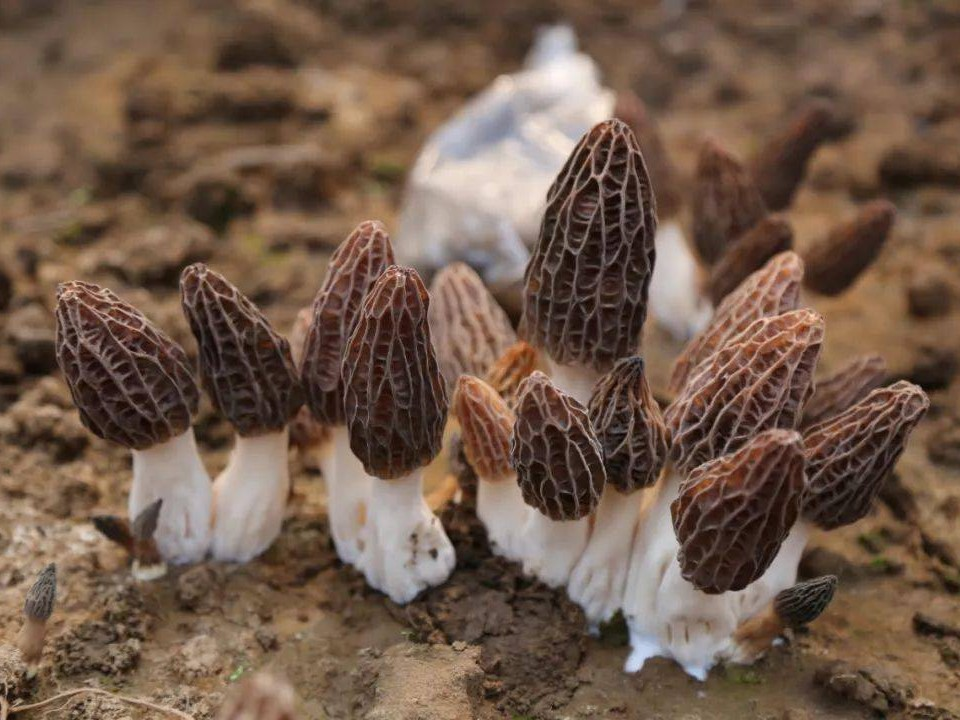 Morel Mushrooms 1.png