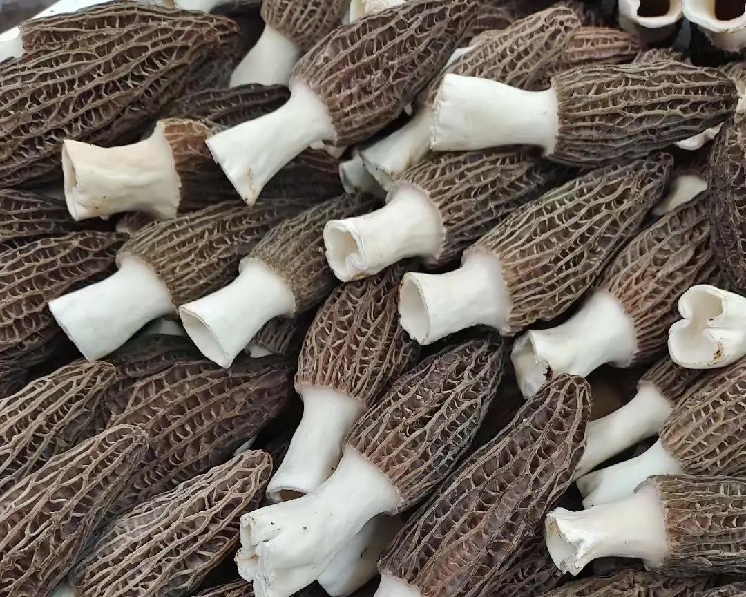 morel mushrooms whole