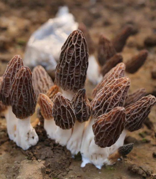 A Complete Guide to Morel Mushrooms: Cooking, Storing &More
