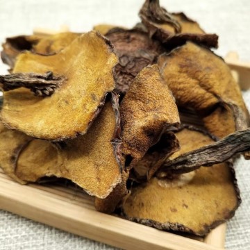 Brown Ring Bolete (Suillus luteus)