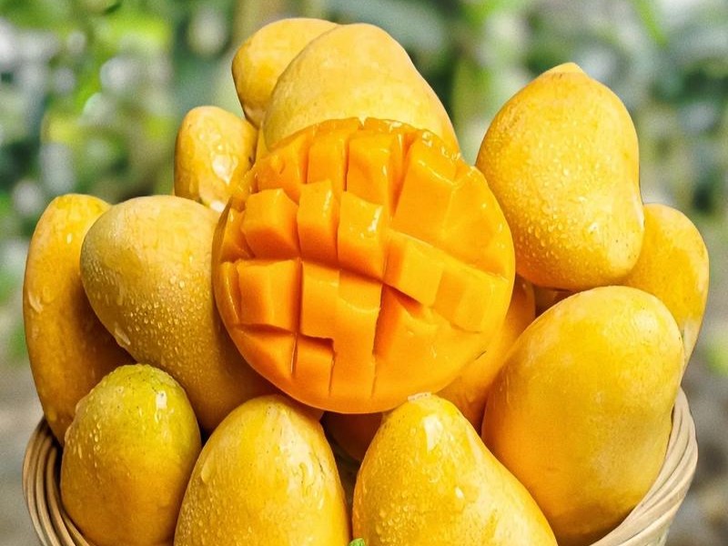 fresh mango fruit