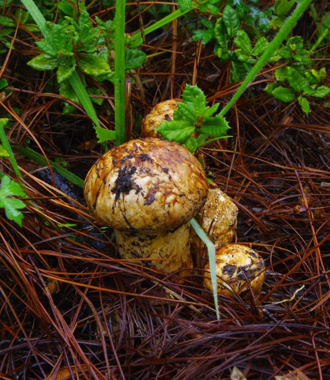 Why Mushrooms Thrive in Yunnan: A Natural Paradise for Wild Fungi