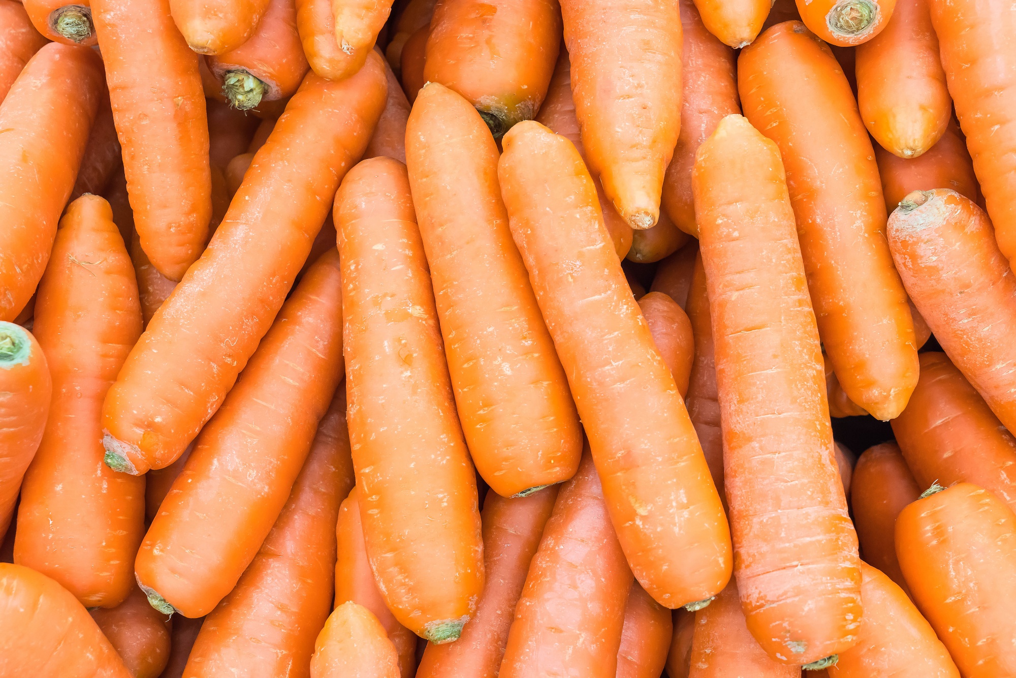 fresh carrot