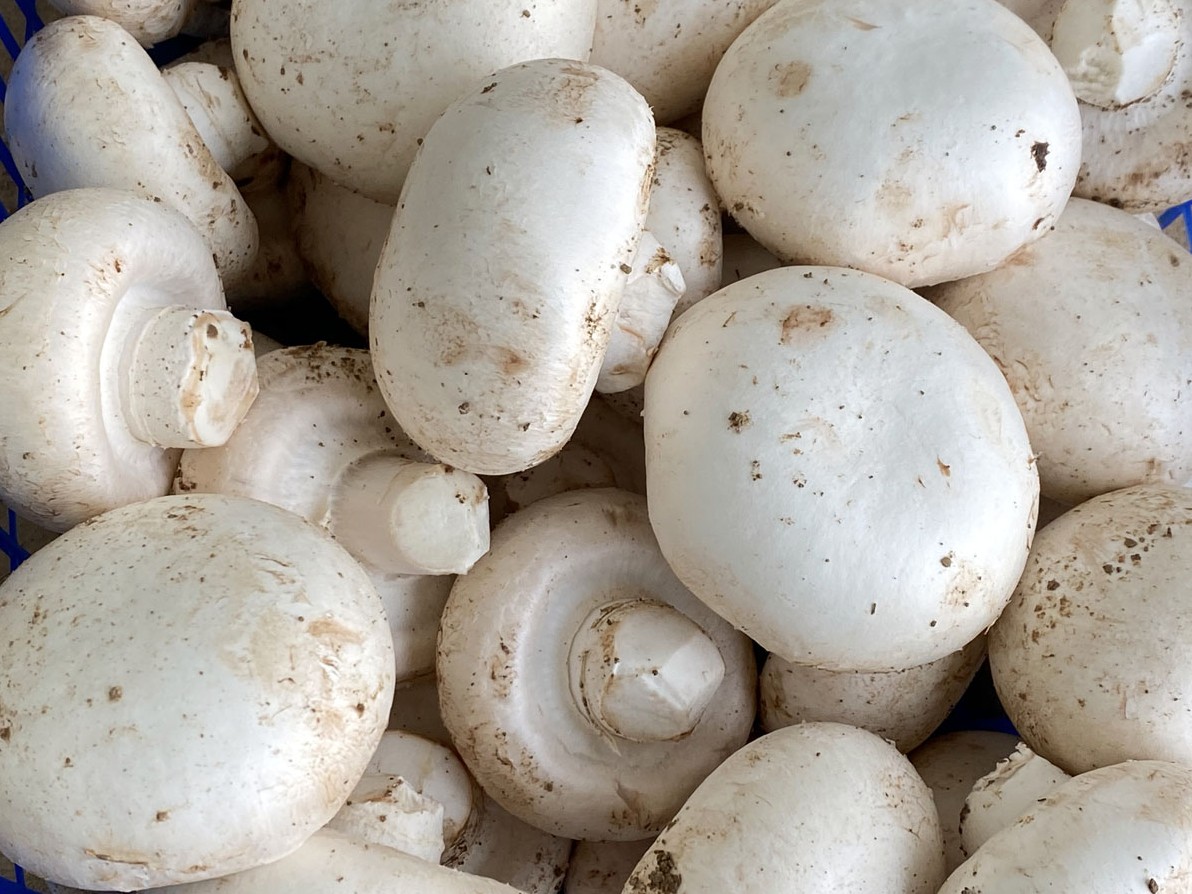 Mushroom.jpg