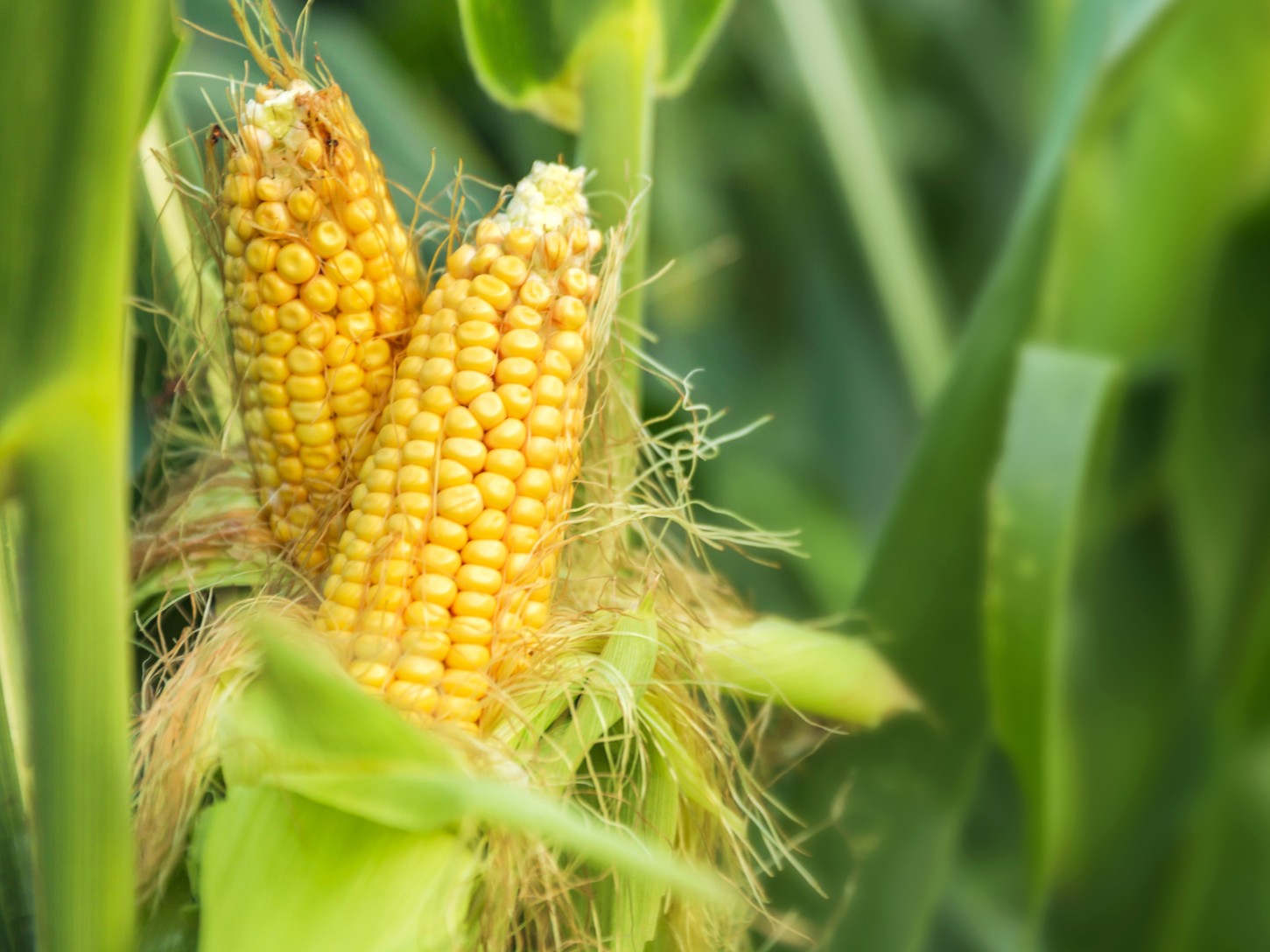 sweet corn farm