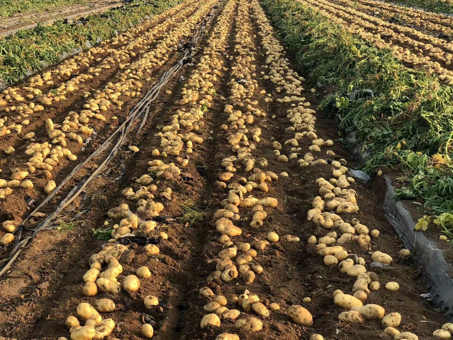 potato farm