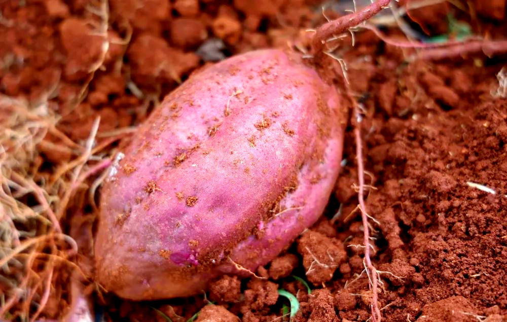 Purple Potato farm of shundi