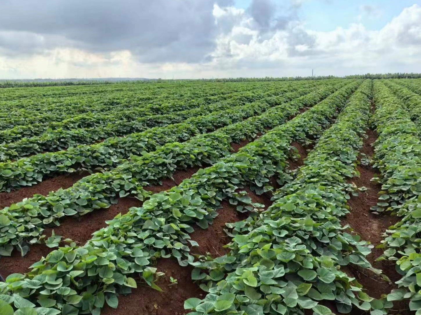 shundi sweet potato farm