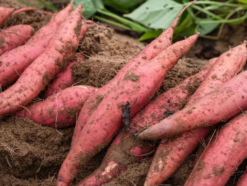sweet potato farm of shundi