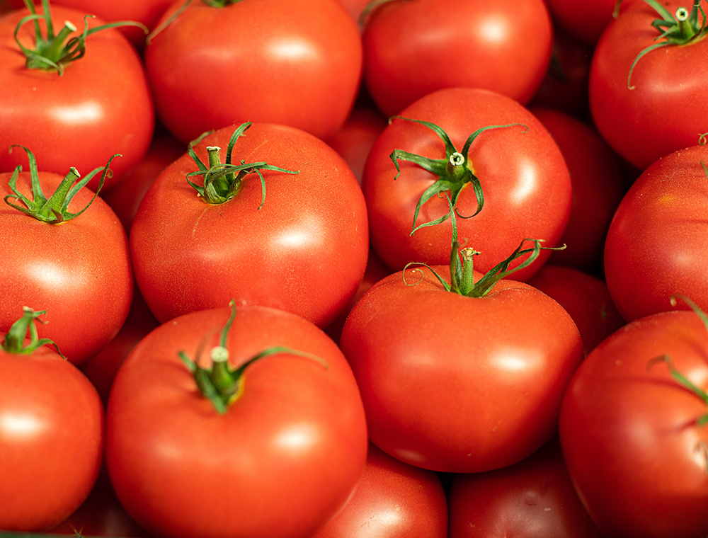 matières premières de tomates de haute qualité