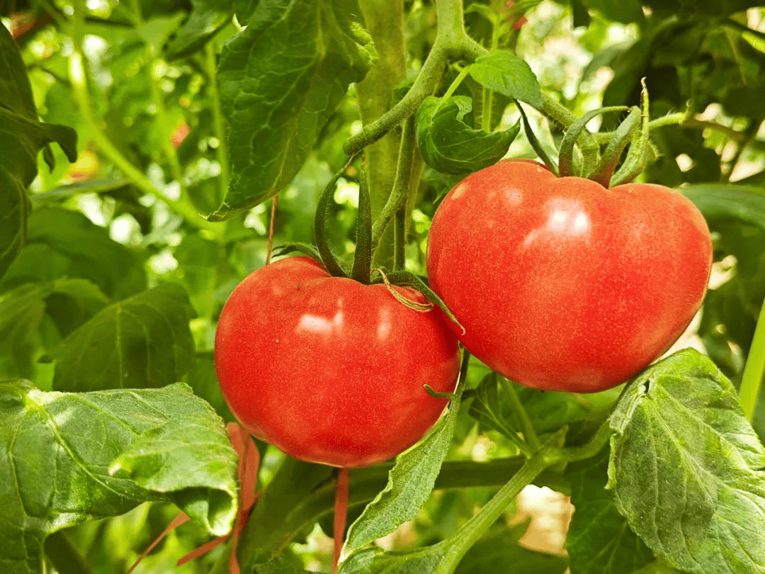 Ferme de tomates Shundi Foods