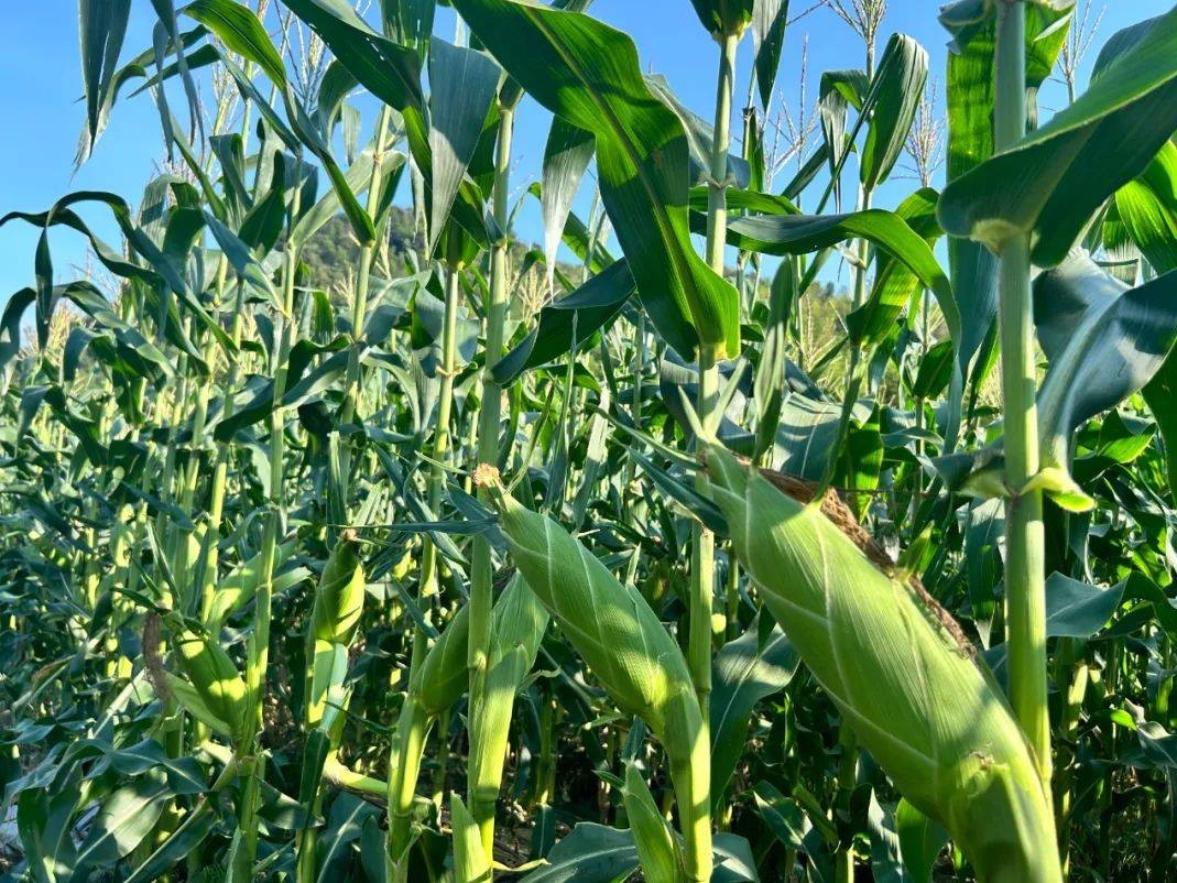 shundi sweet corn farm