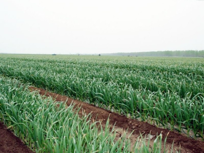 中国大蒜种植区.jpg
