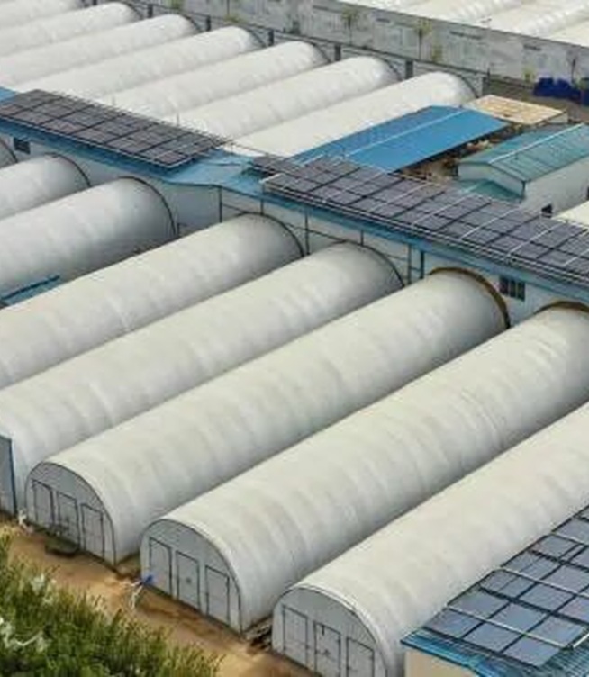 Why Leading Brands Choose Shundi Foods for Dried Mushroom Supply