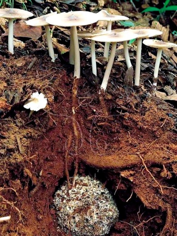 Champignons.jpg
