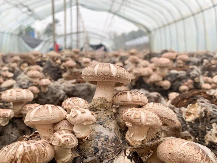 Champignons.jpg