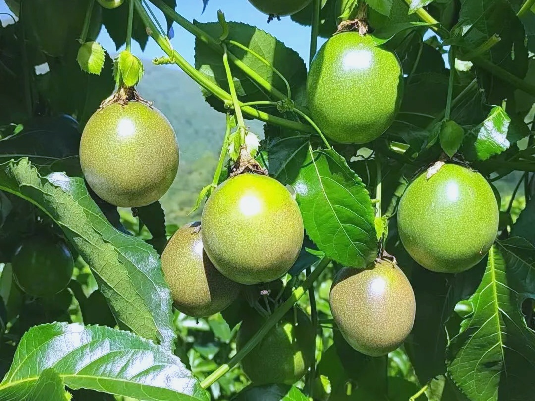 passion fruit farm