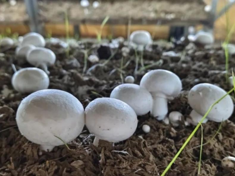 Le champignon de Paris blanc.jpg