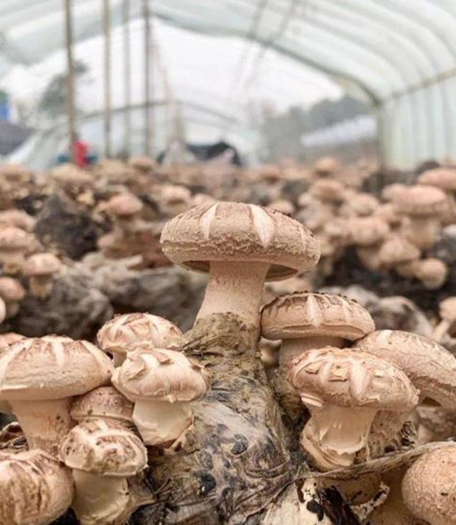 Where Do White Button Mushrooms Grow? Grass-Decomposing vs. Wood-Decomposing Fungi