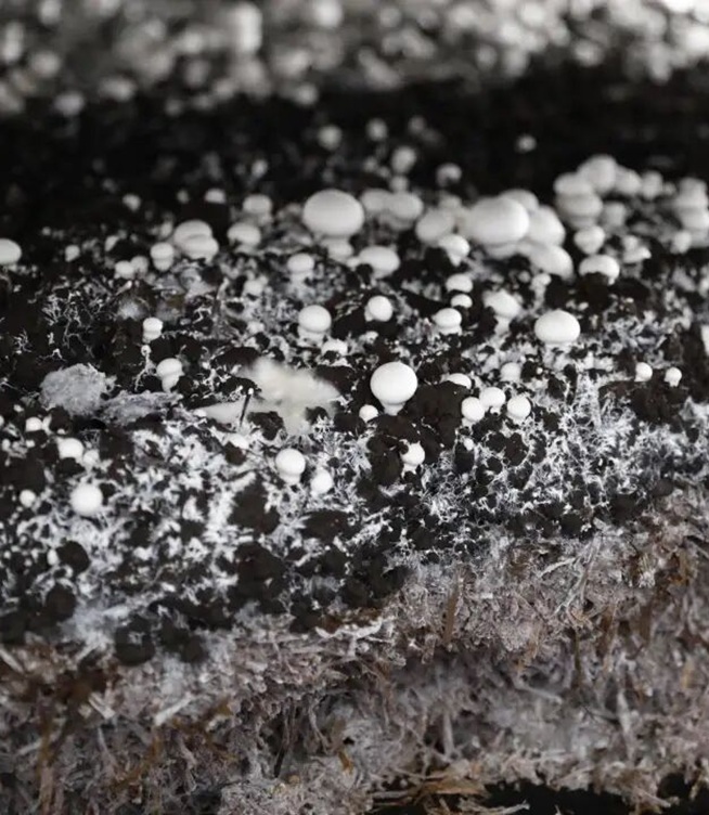How White Button Mushrooms Grow: Inside Shundi's Three Stage Composting Process