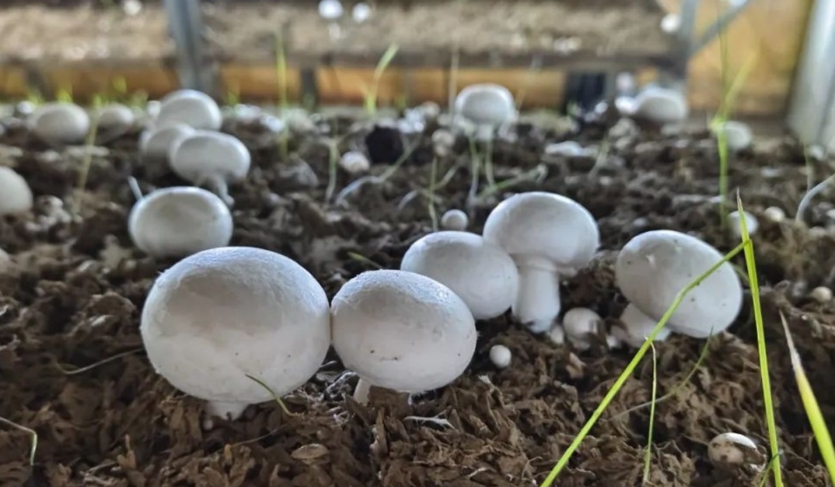 Champignons de Paris blancs cultivés.jpg