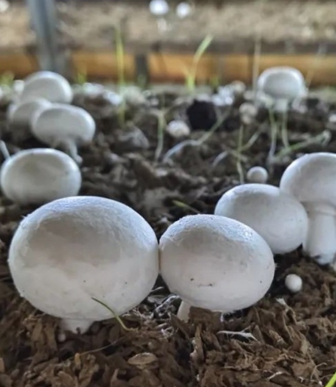 Are White Button Mushrooms Wild or Cultivated?