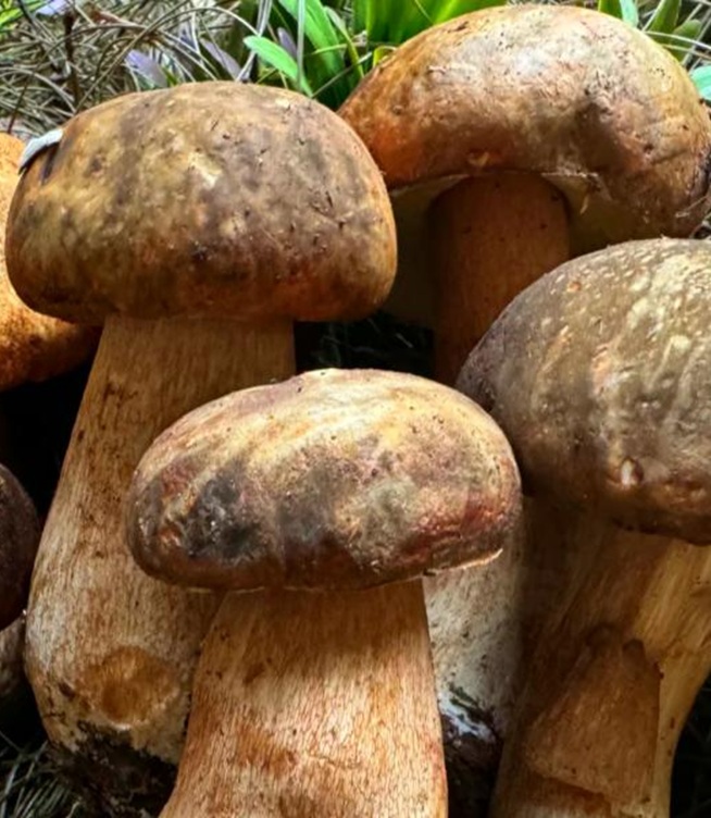 Dried Porcini Mushrooms: Nutrition, Uses, and Industrial Applications