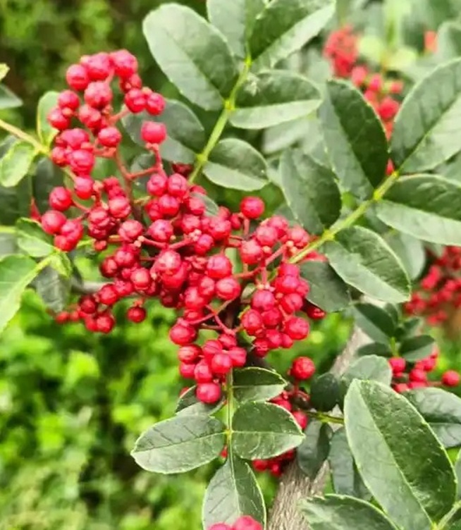 Chinese Sichuan Pepper Explained: Key Varieties, Industrial Uses, and How to Source