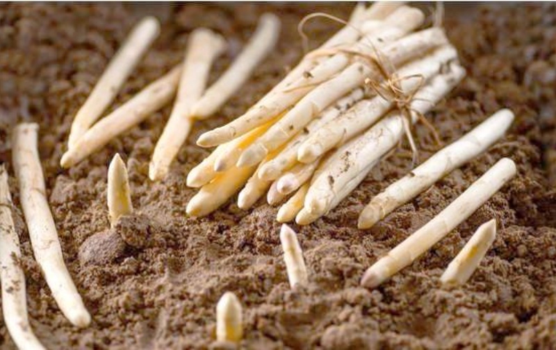 asperges blanches.jpg