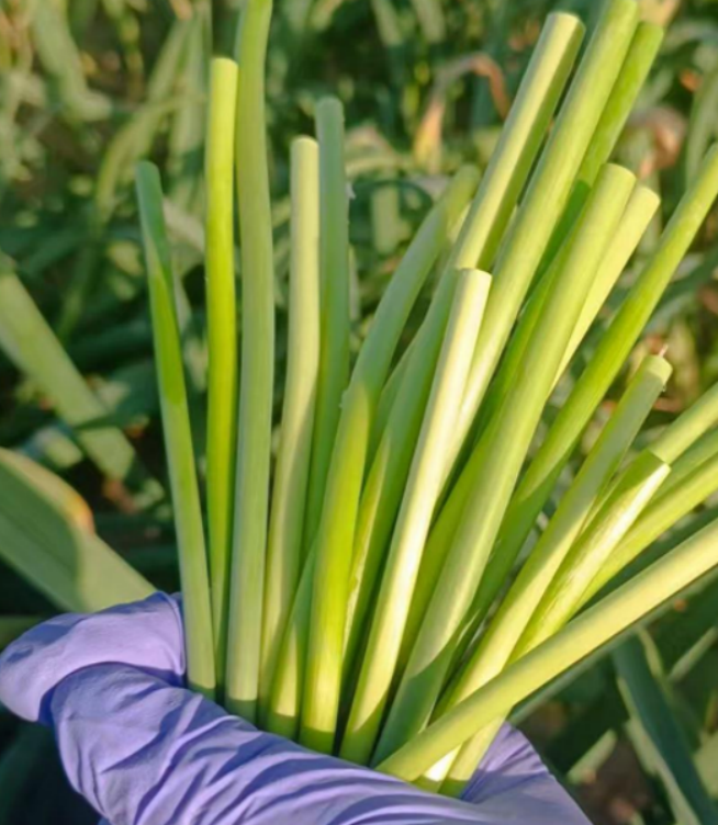 Shundi Foods Reports Steady Progress in Its Regenerative Agriculture Initiative