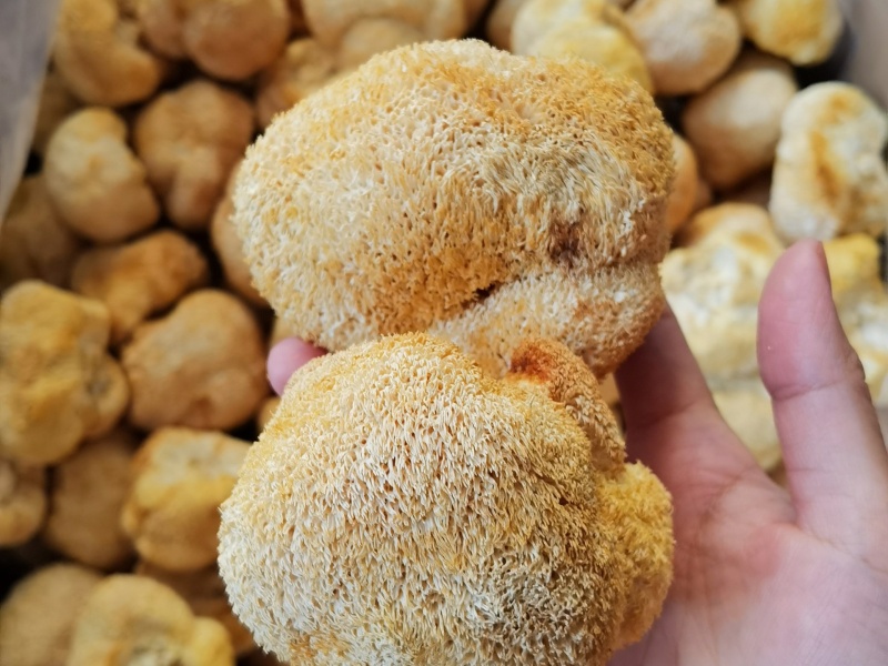 shundi dried lion mane mushroom.jpg