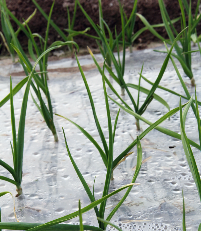 Regenerative Agriculture Practices: How Biodegradable Mulch Film Helps Reduce Plastic Pollution