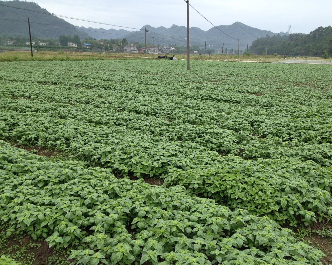 kebun kemangi