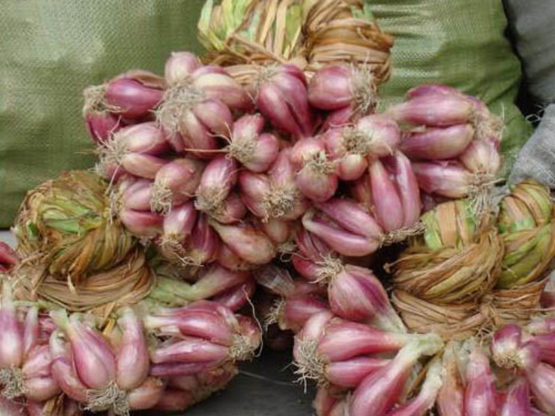 Fresh Shallot (3).jpg