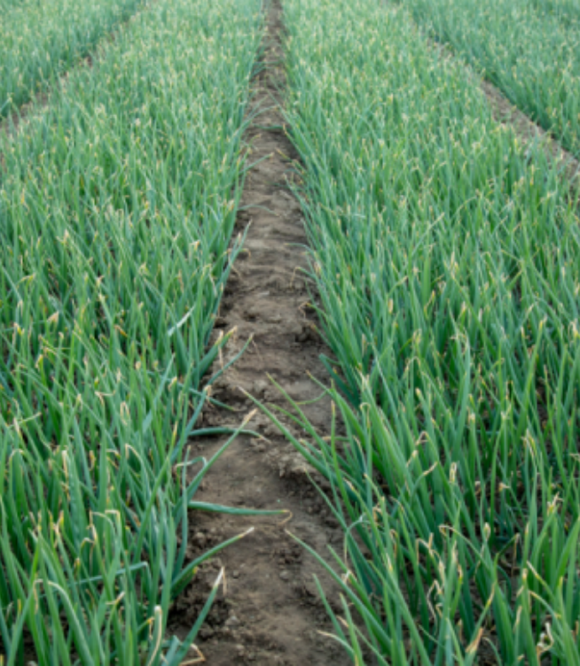 ShunDi Foods Has Achieved Recognition Against SAI Platform’s Farm Sustainability Assessment (FSA)