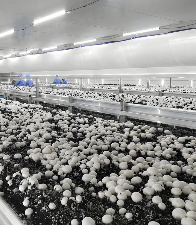 How ShunDi Grows Premium Mushrooms Year-Round with Innovation and Sustainability