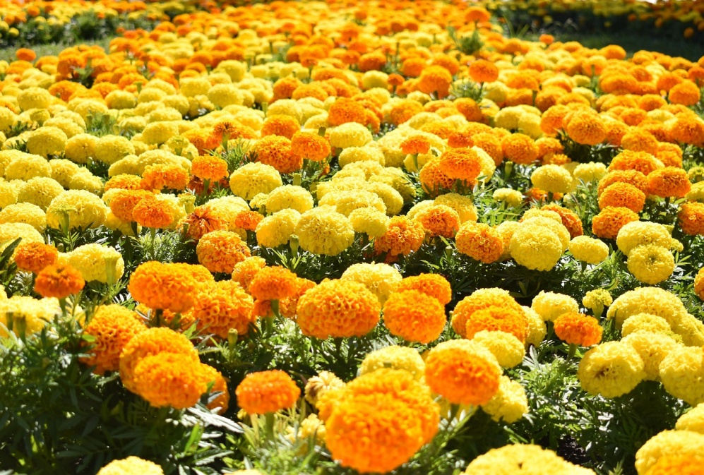 "Lutein Breakthrough: New Studies Reveal Eye, Brain & Skin Benefits"
