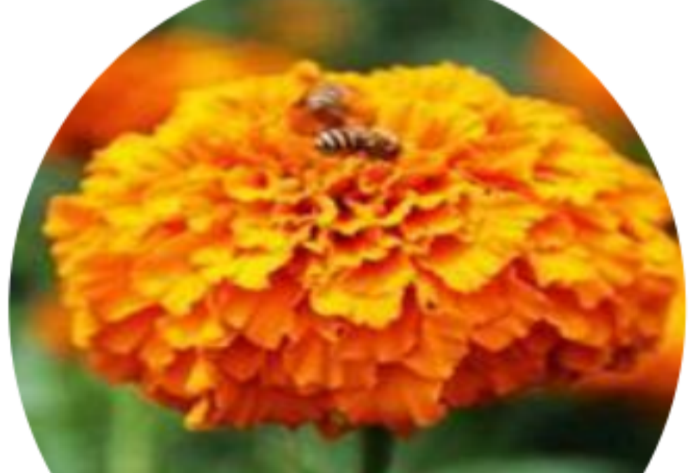 Potential application of lutein in the field of radiation resistance