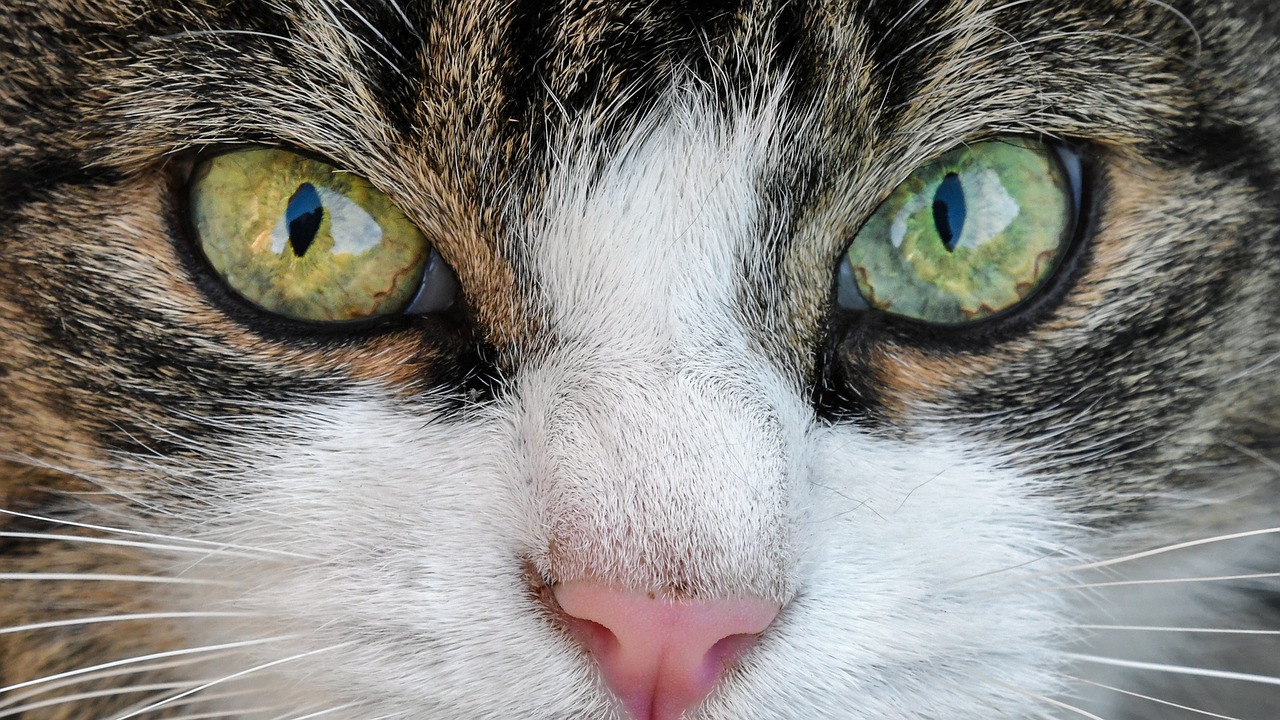 猫猫眼睛特写.jpg
