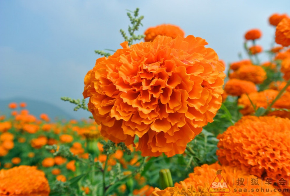 How to Choose Lutein Products
