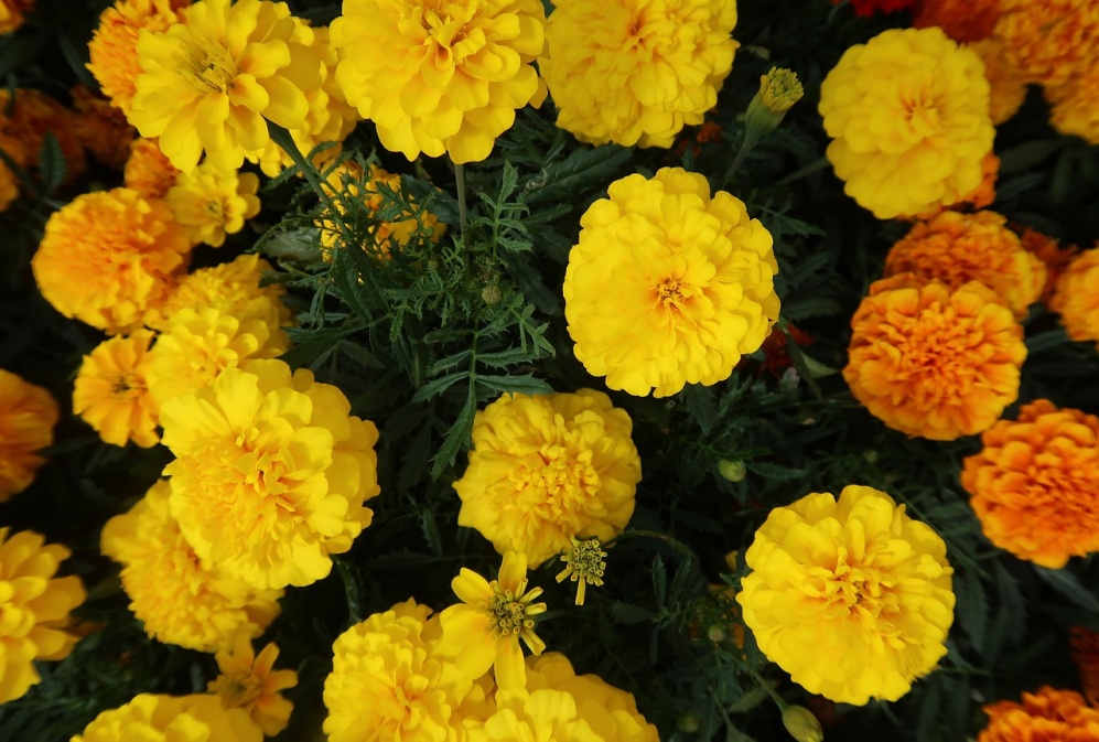 How does lutein become your memory and learning "accelerator"?