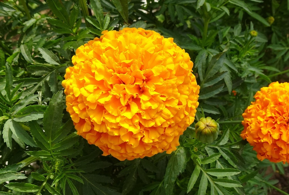 How did the natural antioxidant lutein become the new favorite in pet nutrition?