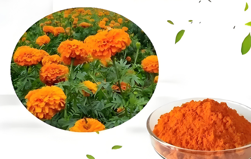 Key Outlook: Lutein Leads the Wave of Functional Food Innovation