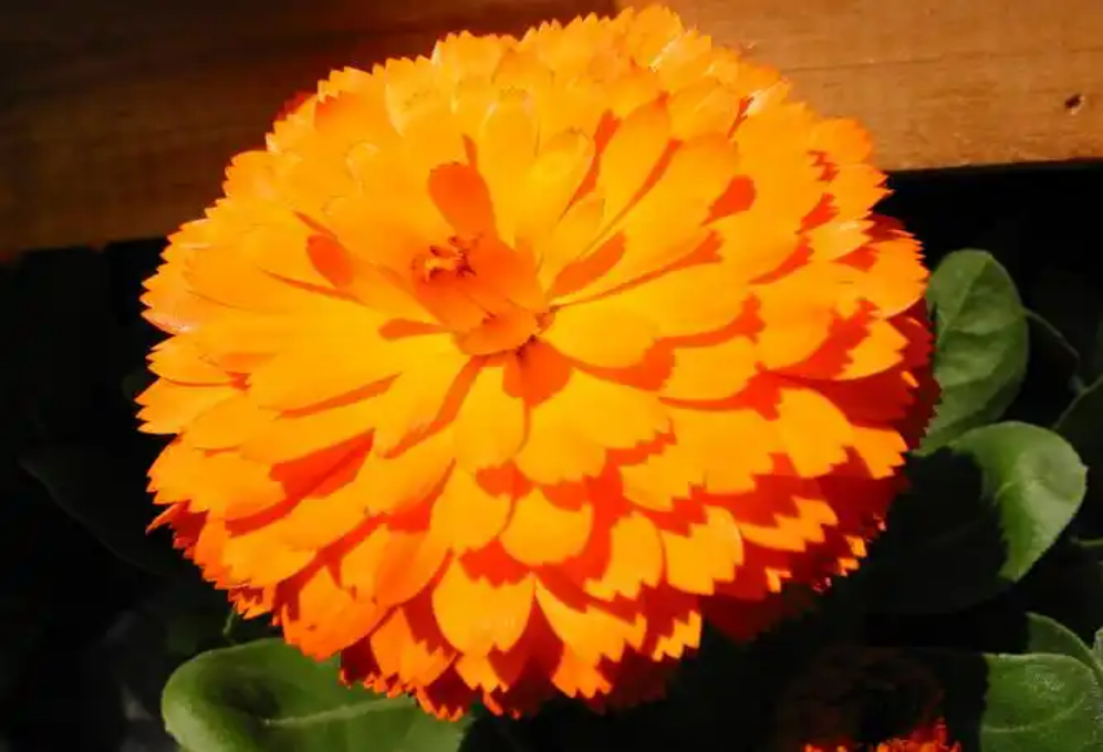 Latest International Market Information on Marigold Extract 2025